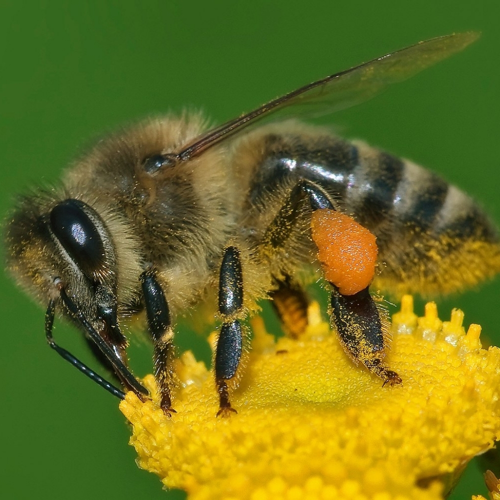 Meet your Posher, GaiaBee